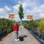 Asimina trojlaločná - Banán severu PAW PAW (Asimina triloba) ´PRIMA 1216®´ - výška 270-290 cm, kont. C35L